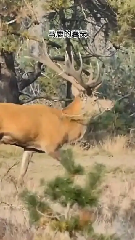 春天到了,马鹿想找个伴
