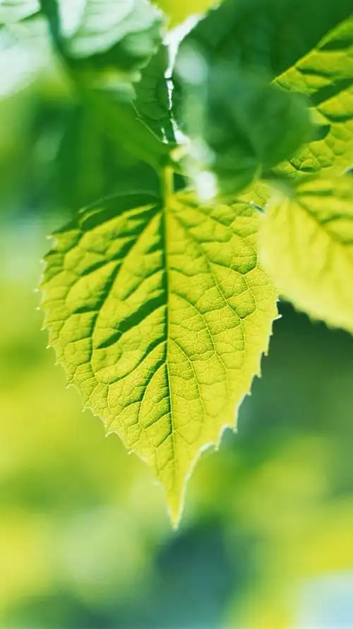 小清新唯美绿色护眼植物