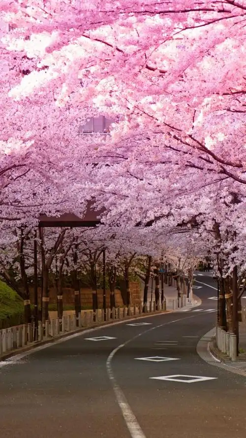 粉色浪漫樱花唯美高清手机壁纸