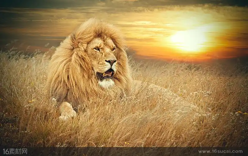 首页 高清图片 高清动物图片关键词:狮子动物动物摄影夕阳黄昏雄狮