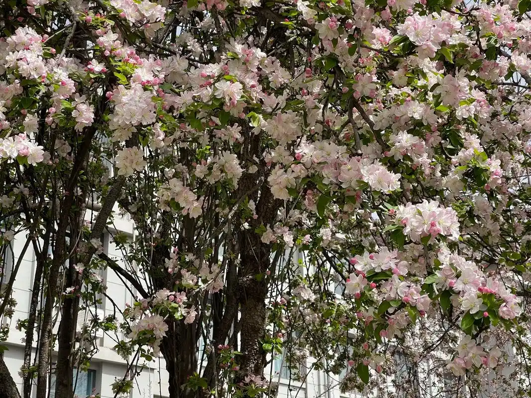 梨花坠雪 海棠散锦 那时您也很喜欢西花厅绽放的海棠 - 抖音