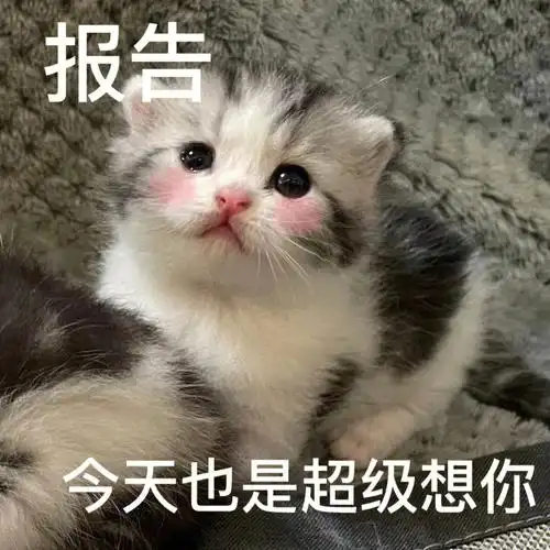 超级可爱的猫咪表情包