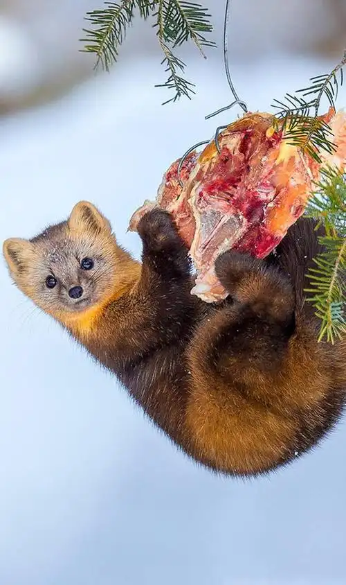 国家一级保护动物手机壁纸