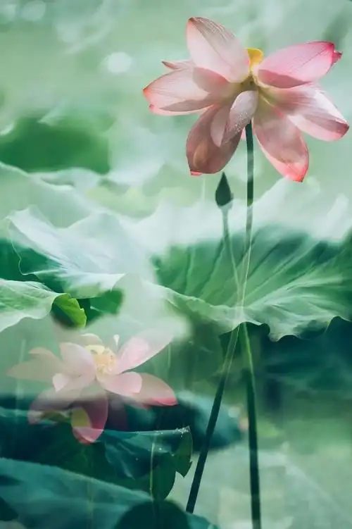 莲花的诗句(形容莲花的高雅的诗句)