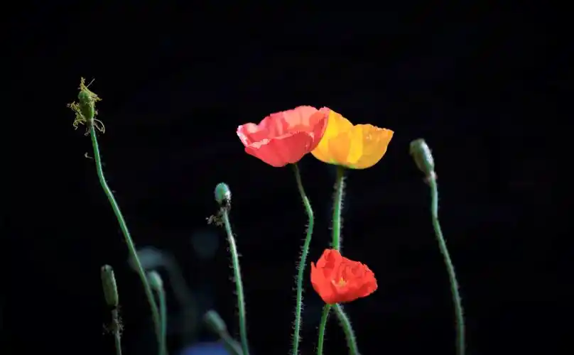 金色年华,美不胜收!_金色年华作品集