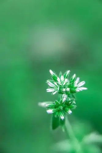 「超清手机壁纸」护眼·愿你所见都是真实