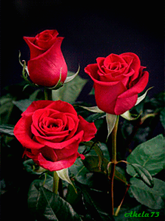 240_320竖版 竖屏gif 动态图 动图