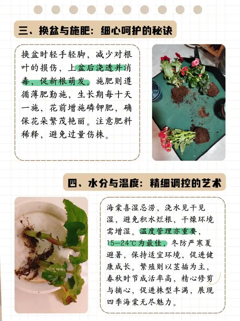 海棠花的养殖方法和注意事项 盆栽  四季海棠是多年生常绿草本植物