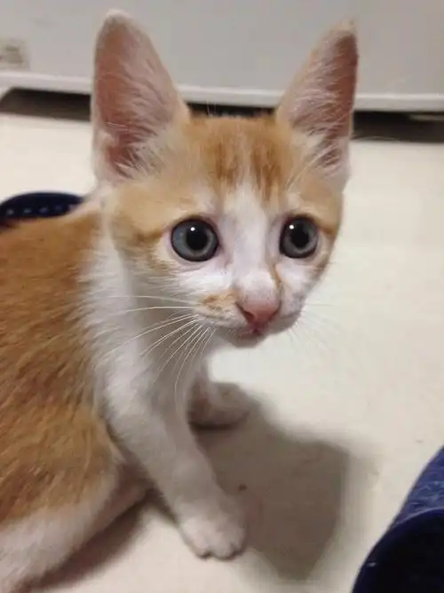 一个半月大土猫.这脸型以后会成圆脸吗.还有眼睛的颜色褪完了吗.