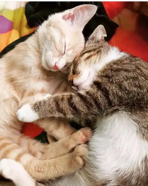 养两只猫咪,看它们相伴一生,白首到老,猫粮真香!