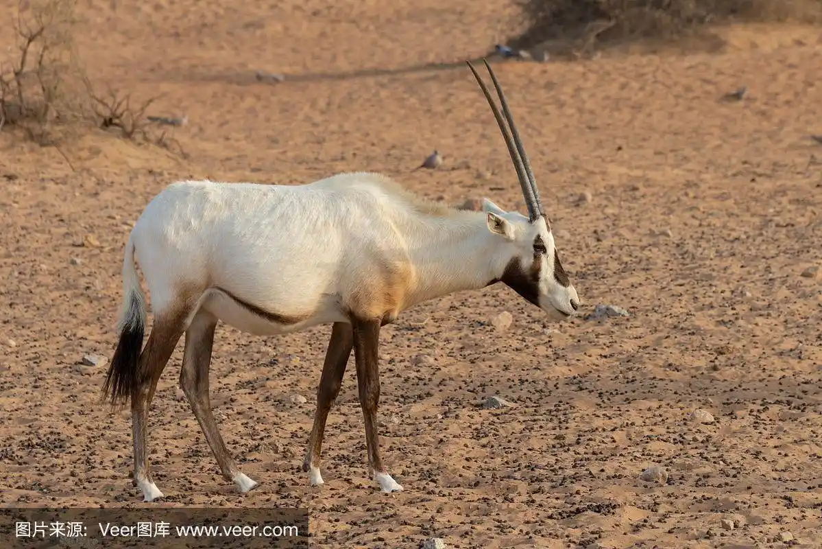 阿拉伯大羚羊,也叫白羚羊(白羚羊),生活在阿拉伯联合酋长国迪拜附近的