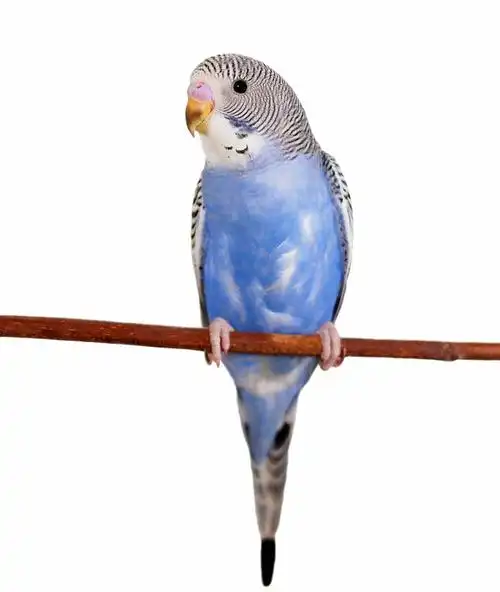 虎皮鹦鹉,隔绝,白色背景