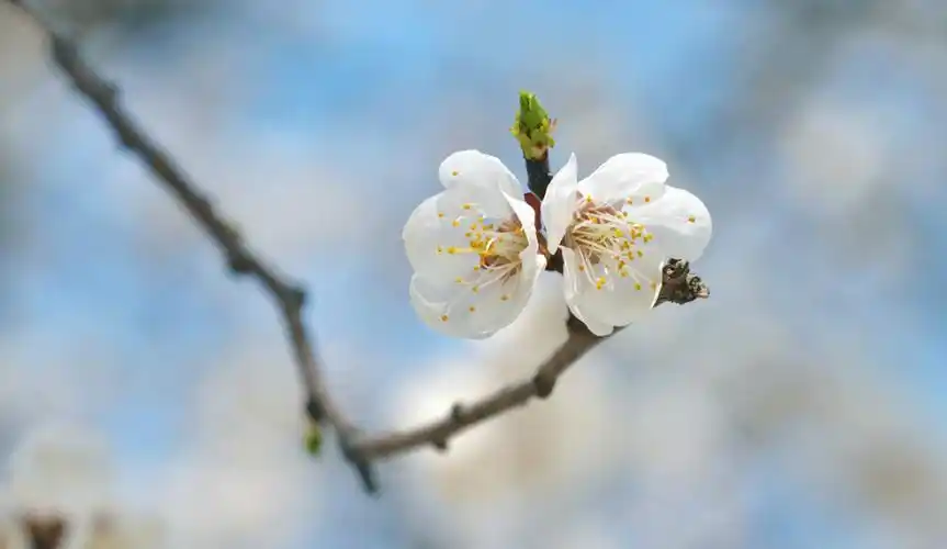郑州赏杏花攻略来啦_腾讯新闻