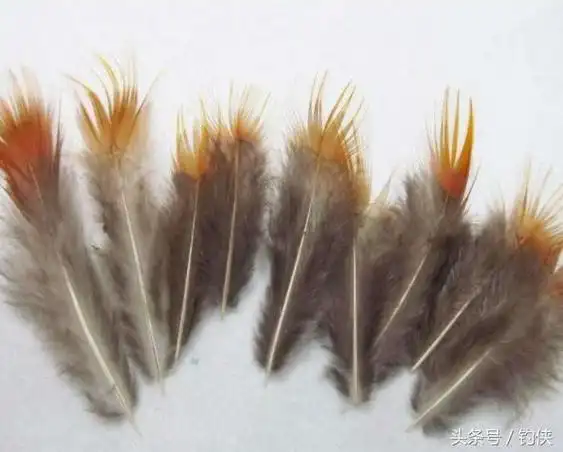 鸡毛也可以钓鱼,用鸡毛钓鱼的具体做法!|163_手机网易网