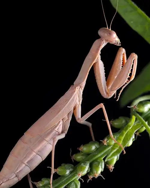 微距023一组螳螂