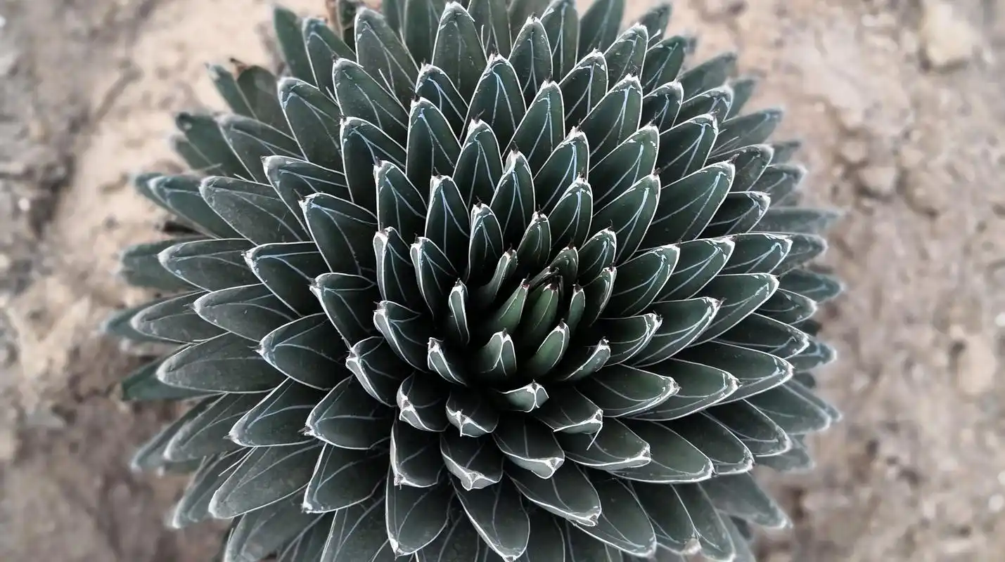 难得一见的巨型多肉植物,你认识几种