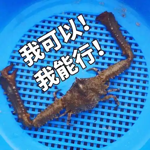 我可以,我能行!(螃蟹)