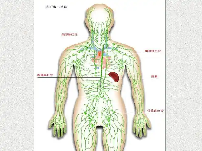人体十大系统ppt