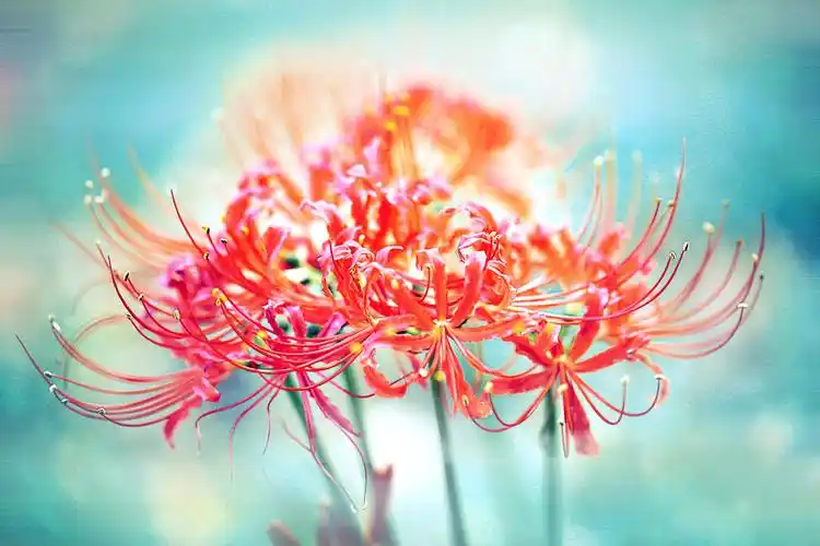 电脑壁纸 花卉 鲜花 姽婳的曼珠沙华