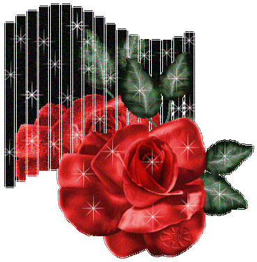 动态漂亮的玫瑰花素材〖动态美图