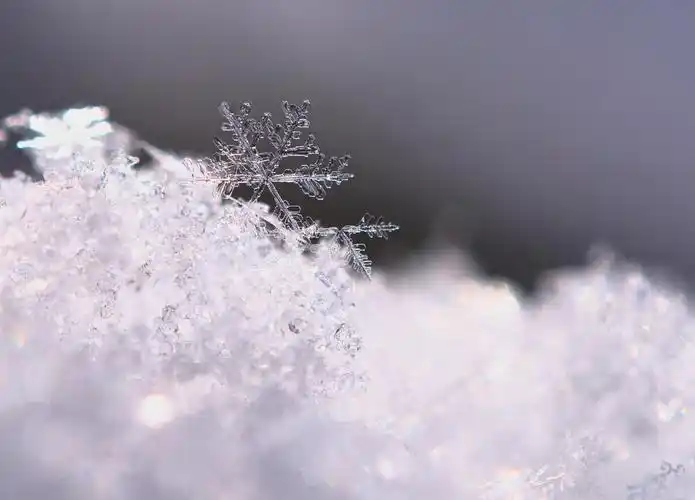 白雪花图片大全-白雪花高清图片下载-觅知网