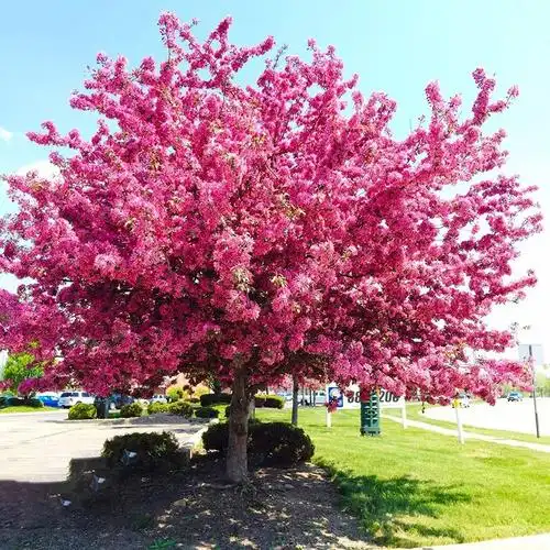 海棠花树苗庭院花卉植物绿化户外四季常青开花园西府北美地栽耐寒