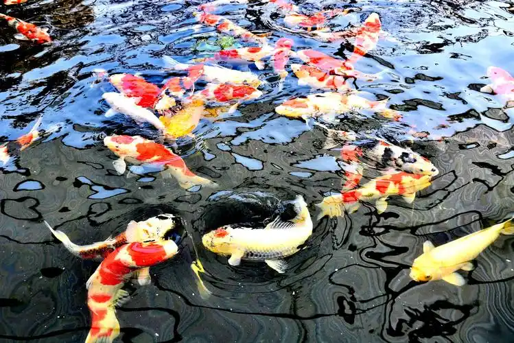 好运乘盛世,锦鲤御春来