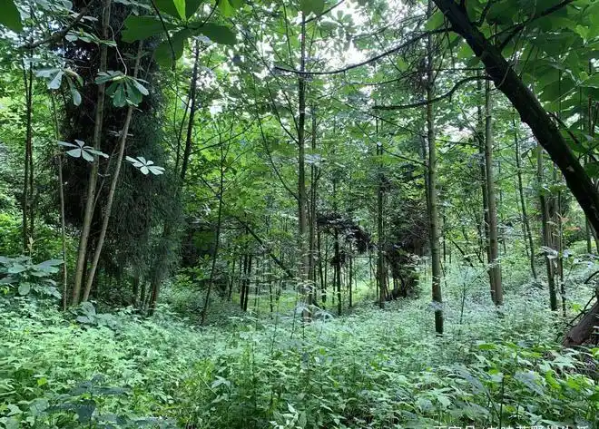 四川彭州小鱼洞丛林无人区感受了次最过瘾的户外领队日志