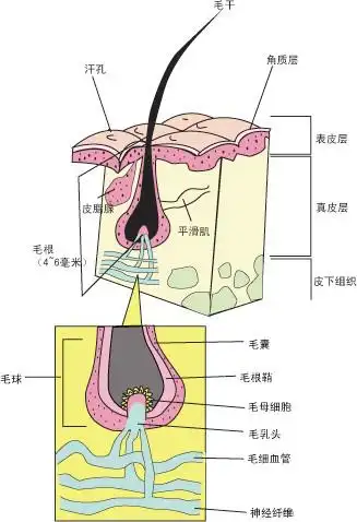 虽看似细小,其结构也是非常丰富的.