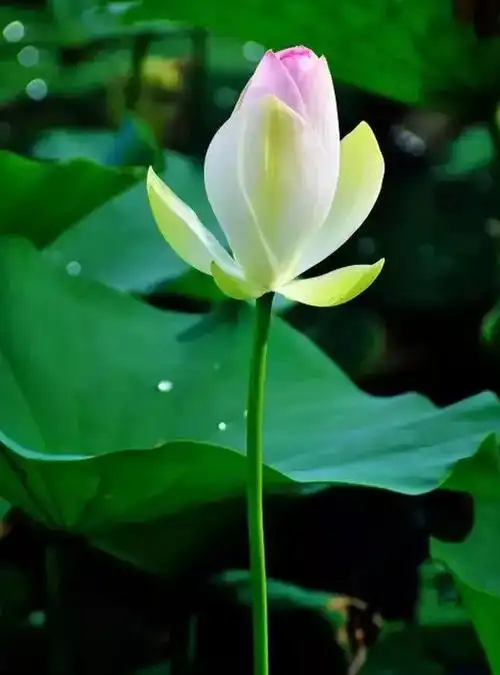 最漂亮的荷花图片大全图片荷花