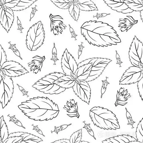 薄荷叶,薄荷芽上白色背景,手绘矢量无缝模式,辣草药,厨房纹理,孤立