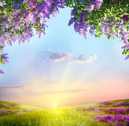 鲜艳花卉草丛植物风景高清摄影图片