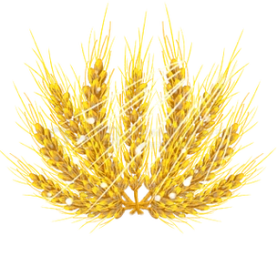 原创手绘麦穗麦子节日海报素材免抠psd