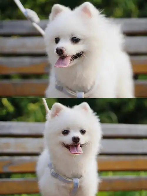 博美的歪头杀真的太可爱了