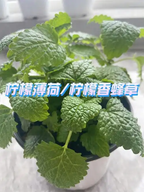 薄荷介绍第四篇-品种辨认