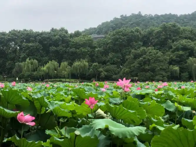 盛夏,西湖,荷花