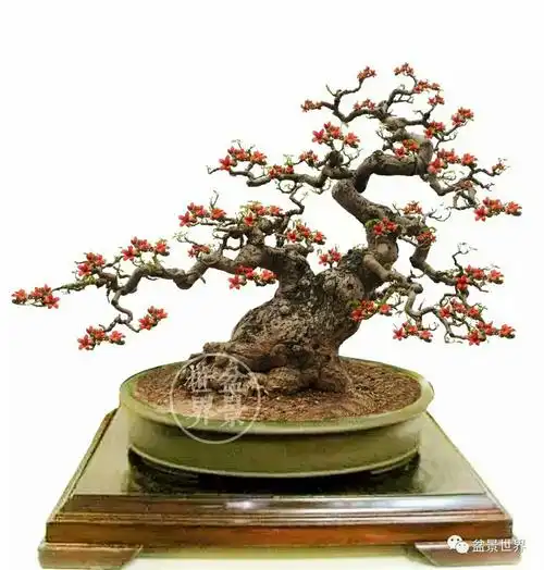 木棉花不仅好看还可入药