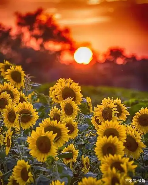 希望 就心理学而言,明亮的黄色可以使人产生愉悦的感觉 窗外的阳光很