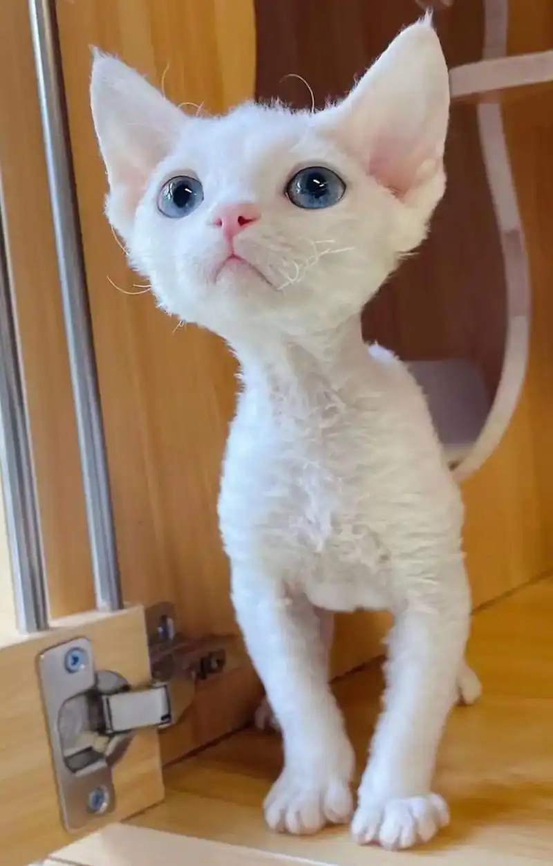 眼睛像翡翠一样的颜色纯白蓝眼德文卷毛猫