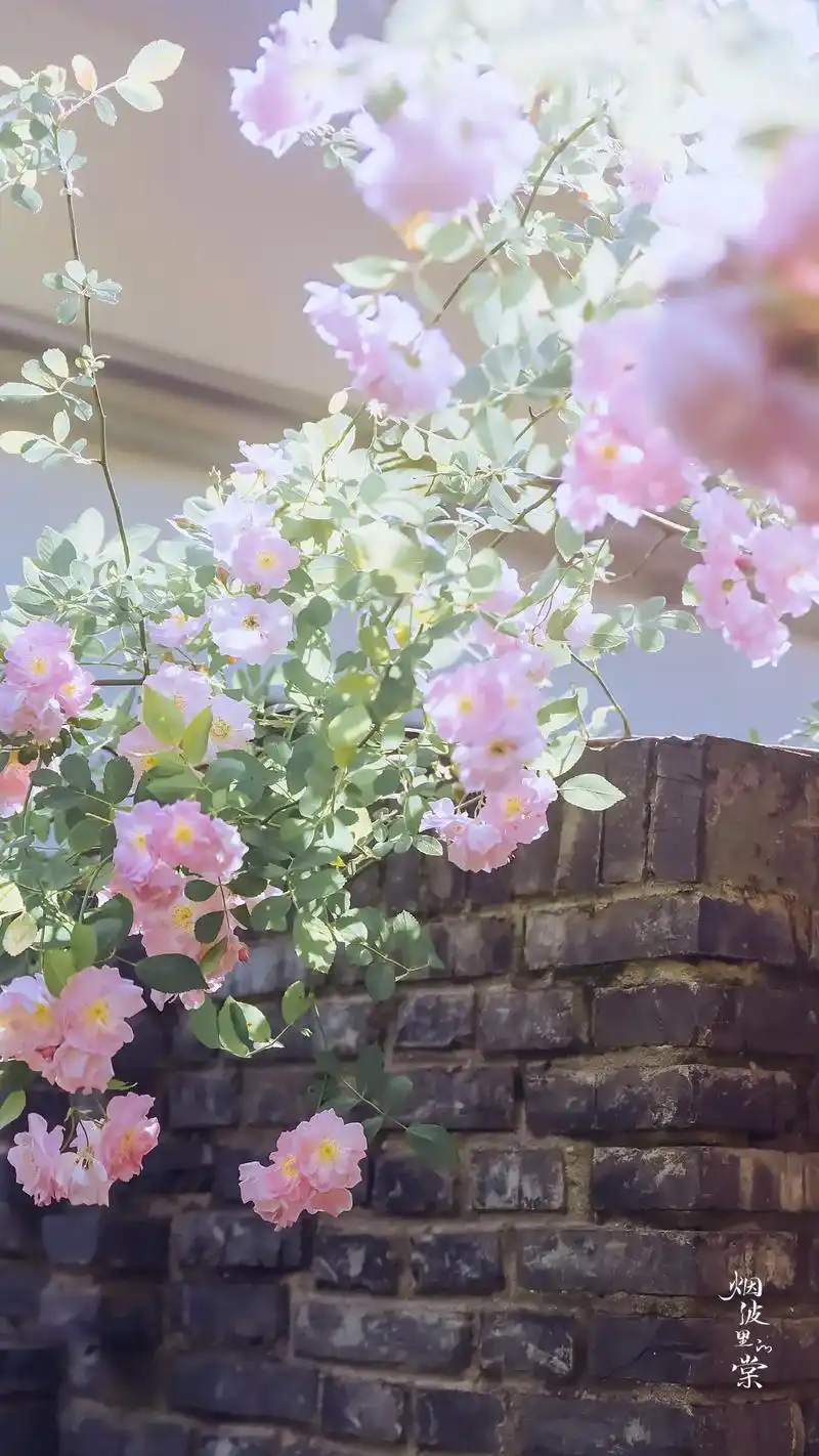 手机壁纸 #治愈系风景 一些遗落的春光 (又名:我在春天里 - 抖音