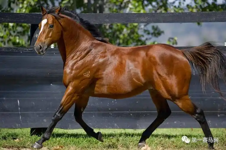 2017年澳洲种公马排行榜(最新版)出炉