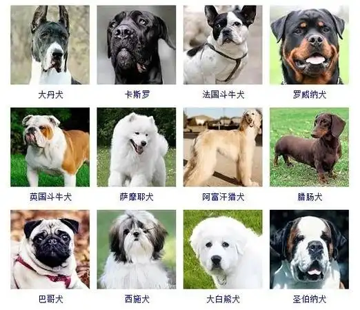 178个宠物狗品种图片大全宠物狗品种大全