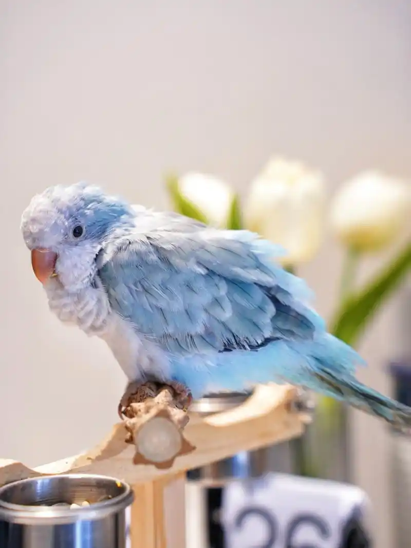 蓝银丝和尚鹦鹉太好看了 咕咕鸡这身上的毛色真的太好看了现在才5 60