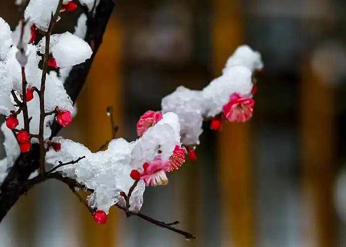 雪中梅花笑迎春