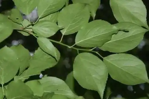 梅花叶子下垂落叶 刺梅花冬天叶子发黄落叶正常吗
