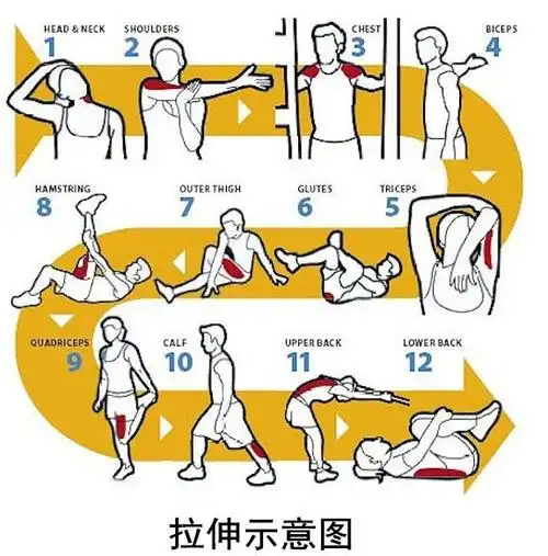 因为胸部训练同样要用到三角肌,三角肌是卧推动作的协动肌