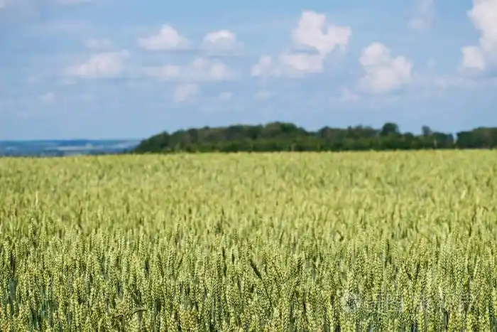小麦在夏日里飞过全景, 美丽的乡村乡村.青麦田