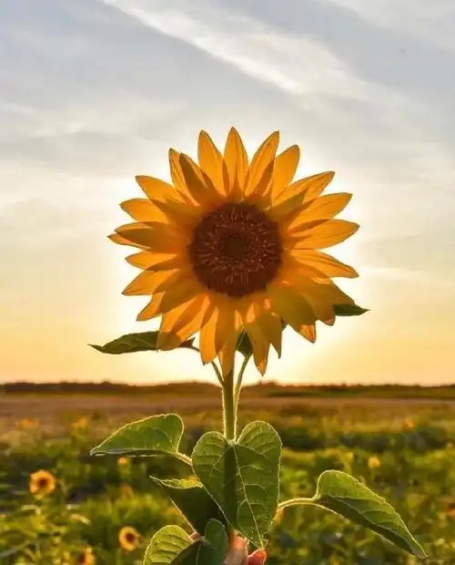 2020最舒服的早安心语,简短走心,情商超高