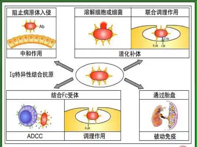 补体结合试验同上反应类型实验技术结果判断中和反应病毒中和试验检测
