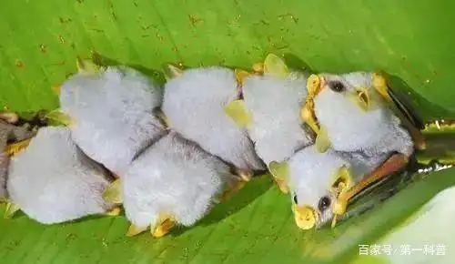 身为蝙蝠却住树叶中,大小只有4厘米,洪都拉斯白蝙蝠有多可爱?